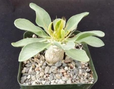 Elephants Trunk Plant - Pachypodium namaquanum cactus Cacti Succulent real live