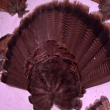 Turkey Tail Fan Feathers Taxidermy Display, 20 in L x 12 in H