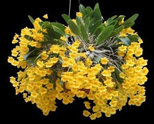 Fragrant - Dendrobium aggregatum syn. lindleyi  3.5  pot 