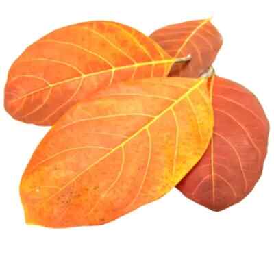 Jackfruit Leaves Natural Dried Jack Fruit leaves Organic bio fish  Aquarium