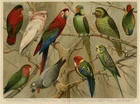 Antique Print-Different species of parrots and cockatoos-Papegeien-Meyers-1895