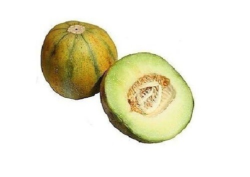 Melonensamen mehrere Sorten Wassermelone Moschus Cantelope Crenscha kanarisch asiatisch - Bild 29 von 39