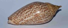 SEA SHELL - COQUILLAGES -  VOLUTIDAE - VOLUTE LAPPONICA - 78.50mm