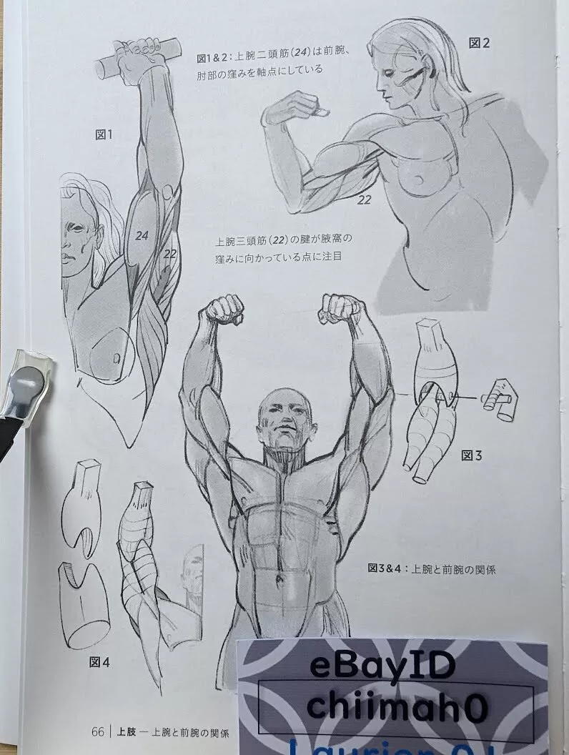 Muscular body drawing outlet