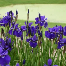1 - CAESAR"S BROTHER SIBERIAN IRIS Rhizomes BareRoot * Violet Flowered Perennial