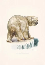 1960 POLAR BEAR Print - Vintage Animal Wall Art - Mammal - 7.5 x 10.6 Inches