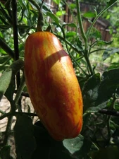 Bandn Teton sizzling stripes and sweet flavor