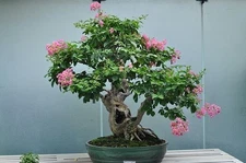 Crepe Myrtle Bonsai Tree Seeds (30 Count) + Easy To Follow Growing Instructions 
