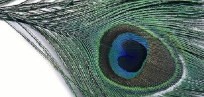 Veniard Peacock Eye Top verschiedene Farben Fliegenbinden, Basteln etc.
