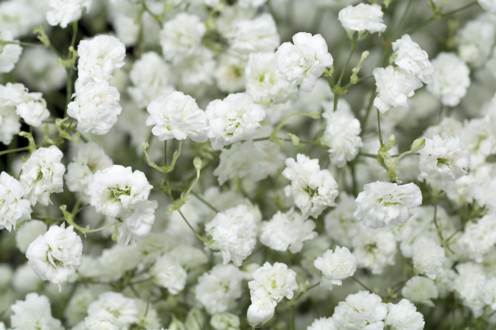 Gypsophila 'Double Snowflake' Baby's Breath, 3.5" Pot Live Plant eBay