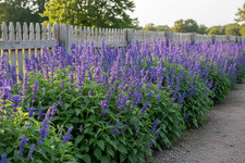 15 Salvia 'Blue by You' Sage-Meadow Bulk Landscape Plants Flowers Herbs