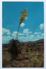 Postcard Yucca New Mexico State Flower Las Velas de Dios Yucca Elata Alamogordo