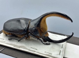 Insect Dynasidae Dynastes satanas From Bolivia Male 98mm A1 Very Beautiful XXL