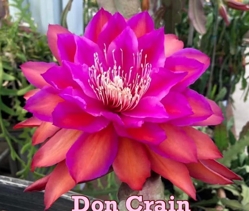 Epiphyllum Don Crain bouture de collection 18 cm de qualité botanique supérieure