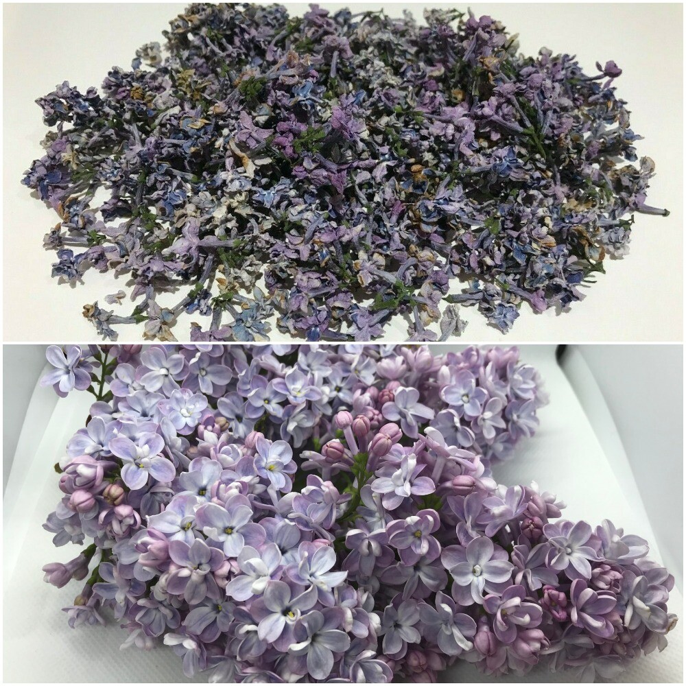 Dried Lilac Flowers UK grown hand picked 25g eBay