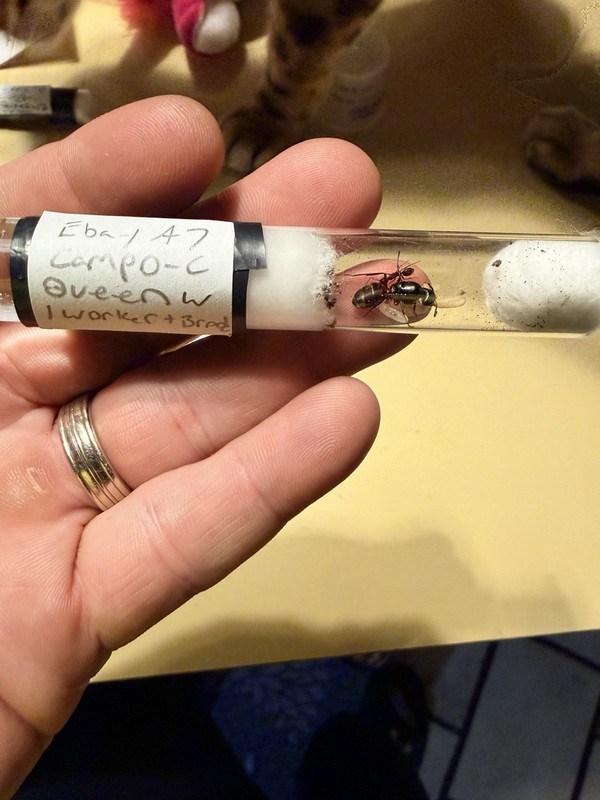 Red Carpenter Ant Queen W/1 Worker And Brood Camponotus Chromaiodes Auction 7