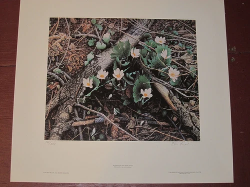  Blood Roots and Door Mouse  s&n print by Ron Beach