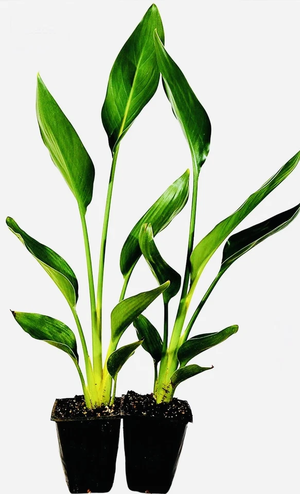 2 PACK ORANGE BIRD OF PARADISE PLANT GREENHOUSE BEST GIFT LIVE PLANT GUARANTEED - Image 2 of 3