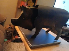 Pig Metal With Moveable Head