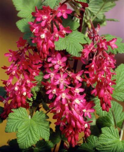 Red Flowering Currant x 1 Plant " Ribes sanguineum " Ornamental Bush