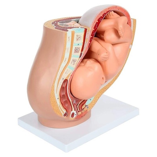 Human Pregnancy Fetal Development Embryonic Pelvic Model Fetus Pregnancy Anatomy - Picture 18 of 24