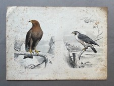 Edouard Traviès, Aquila reale e falco, Litografia animale, XIX secolo