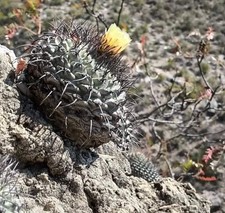 Strombocactus corregidorae 10 SEEDS - Rare Cactus SEEDS