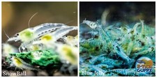  COMBO 10 1 Snowball  10 1 Blue Jelly Freshwater Neocaridina Aquarium Shrimp
