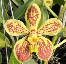 Vanda Golden Speck (Boris x lamellata) 3" Wire Basket, Bare Root Traditional