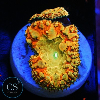 CS BSA TIDDY TWISTER BLASTO - WYSIWYG - LIVE CORAL - Frag - SPS LPS ZOAS