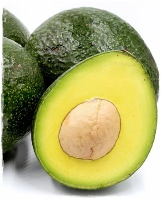 VIVAIO GARDEN FOREST PERSEA AMERICANA PIANTA DI AVOCADO REED INNESTATA FOTO REALI FRUTTI TROPICALI