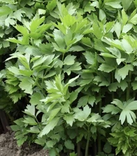 200+ Lovage seeds-Non GMO-Open Pollinated-Medicinal USA FREE SHIP.