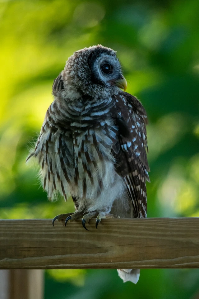 Lente AF-S Nikkor 600 mm 1:4G ED Prime Foto 4 de 4