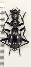 Carabidae, Anthia duodecimguttata, Bonelli, 1813, Male 34mm, SW Iran, Very Rare.