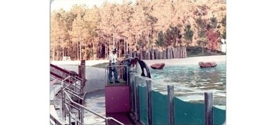 1970s Sea World Orca Photo-Trainer Interaction-San Diego County CA-Killer Whale