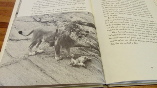 Lion Island ~ William Bridges. First Edition 1965 Hb+Dj UNread HERE in MELB - Foto 8 di 12