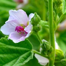 Marshmallow Seeds  | NON-GMO | Heirloom | Fresh Garden Seeds