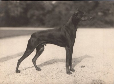 Foto Dobermann Sieger Hamlet vom Herthasee, ca. 12,5 *17 cm, 20 iger Jahre Nr. 2
