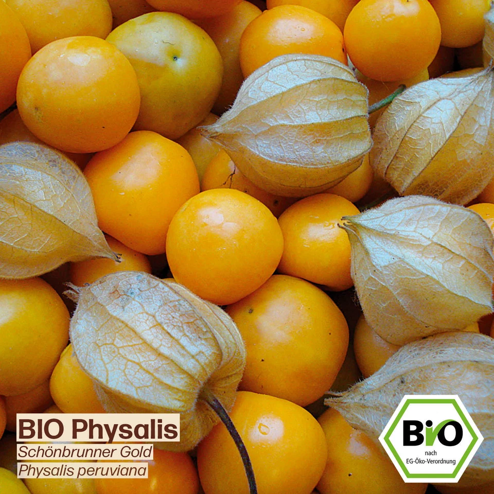 BIO Physalis Samen  Schönbrunner Gold Physalis peruviana Physalis Saatgut - Bild 3 von 4