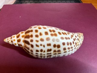 Scaphella Junonia Shell 5 1/2 Inch Largest Listed