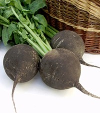 Rettich Runder Schwarzer – Winterrettich Samen für den Garten