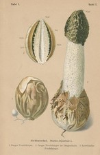 Stinkmorchel (Phallus Impudicus) Chromo-Lithographie De 1910 Champignons