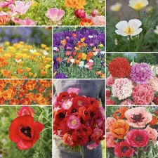 500+ Poppy Flower Seed Mix - Poppy Power | Perennial, Annual USA Seller.