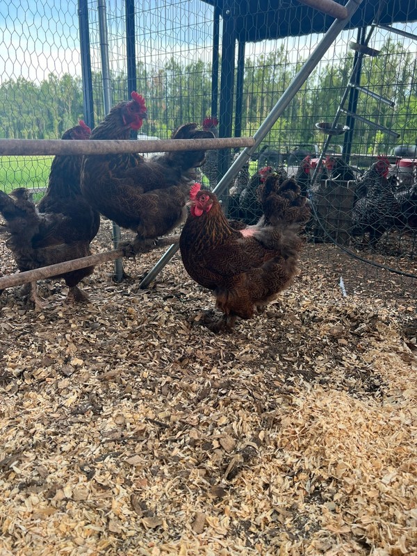 Dozen Standard Sized Partridge Cochin Hatching Eggs