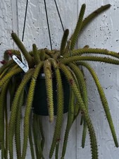 Unique Rat Tail Cactus 8" pot aporocactus flagrlliformis cactus plant succulents