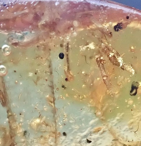 RARE! LIZARD TAIL HANDS CLAWS & SKIN🌟 Burmite Amber Fossil Insect DINOSAUR AGE - Picture 12 of 14