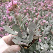 Kalanchoe pumila 'Flower Dust Plant' Succulent Plant
