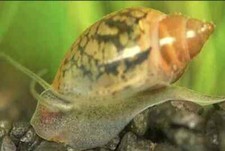 OUT OF STOCK - 20 Bladder Snails - Live Aquatic Algae Cleaner