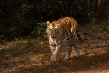 King of the Forest by Art Wolfe Fine Art Print Wildlife Safari Poster 18x26