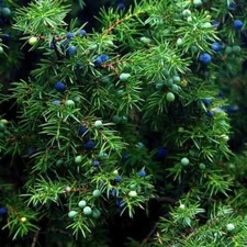 SWEET JUNIPER Fragrance Oil to craft Candles Soaps Lotions Bath products